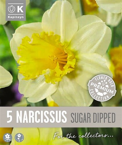 Narcissus Large Cupped Sugar Dipped