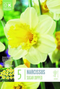 Narcissus Large Cupped Sugar Dipped