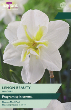 Narcissus Lemon Beauty