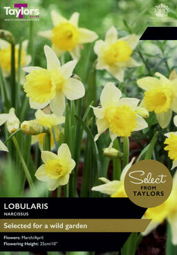 Narcissus Lobularis