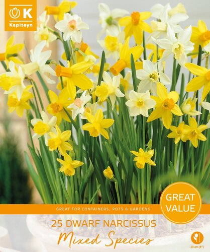 Narcissus Miniature Mixed Promo Pack