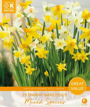 Narcissus Miniature Mixed Promo Pack