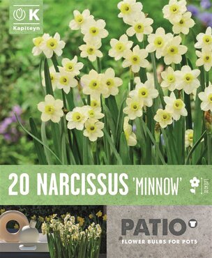 Narcissus Minnow Patio Pack