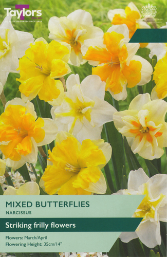 Narcissus Mixed Butterflies