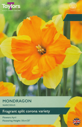 Narcissus Mondragon