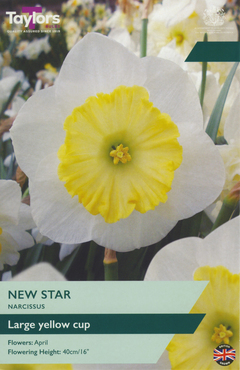 Narcissus New Star