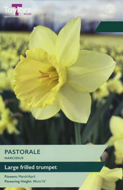 Narcissus Pastorale