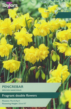 Narcissus Pencrebar