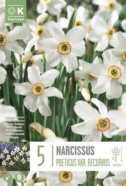 Narcissus Poeticus Recurvus Pheasant Eye