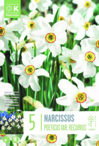Narcissus Poeticus Recurvus Pheasant Eye x 5