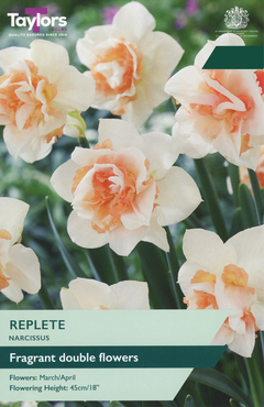 Narcissus Replete