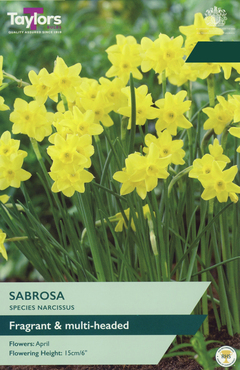 Narcissus Sabrosa