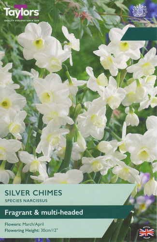 Narcissus Silver Chimes