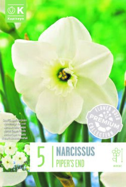 Narcissus Small Cupped Pipers End