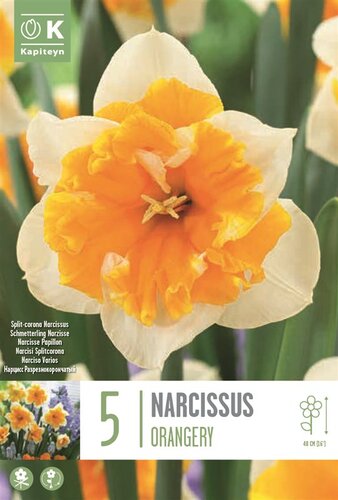 Narcissus Split-Corona Orangery