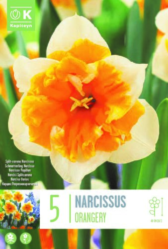 Narcissus Split-Corona Orangery x 5