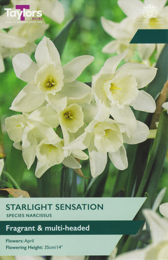 Narcissus Starlight Sensation