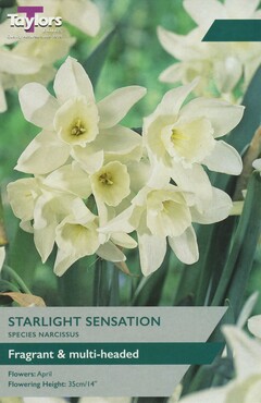 Narcissus Starlight Sensation x 5