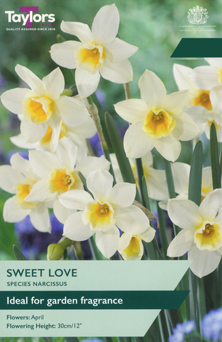 Narcissus Sweet Love