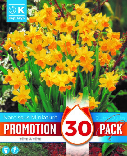 Narcissus Tete A Tete Promo Pack