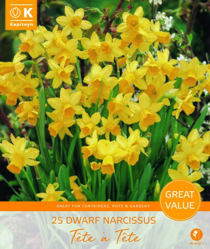 Narcissus Tete A Tete Promo Pack