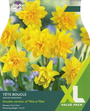 Narcissus Tete Boucle XL Pack
