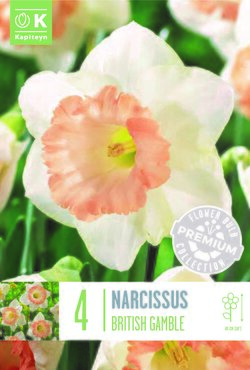 Narcissus Trumpet British Gamble