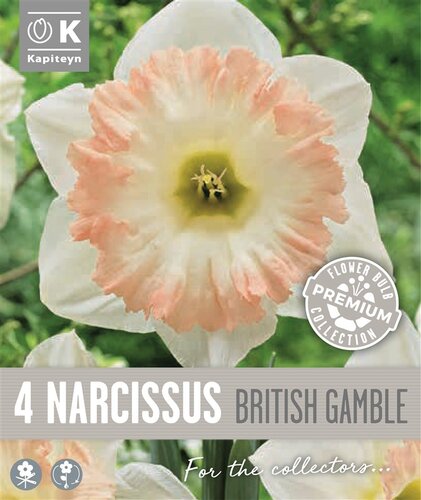 Narcissus Trumpet British Gamble
