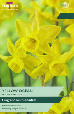 Narcissus Yellow Ocean