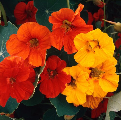 Nasturtium Dwarf Mixed Six Pack