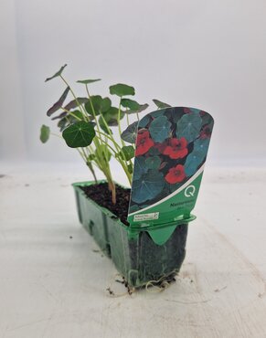 Nasturtium Mixed Pack