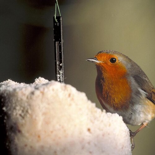 National Trust Robin Peanut Cake 500ml - image 2