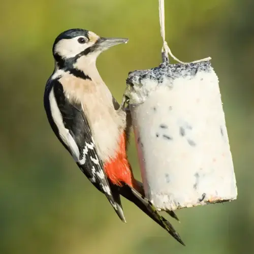 NT Seed Peanut Cake 1ltr - image 3