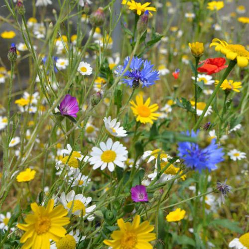 Native British Wildflowers Patio Pots Mix Seeds - image 1