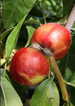Nectarine Lord Napier St Julien A 12 Litre - image 1
