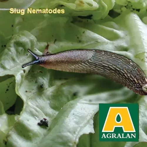 Nematode Slug Control 40sq m Voucher Pack