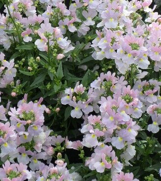 Nemesia Amelie Jumbo Six Pack