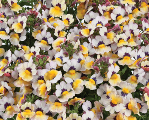 Nemesia Banana Berry 1 Litre