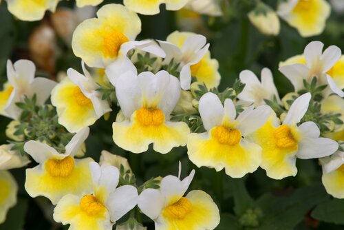 Nemesia Banana Split Jumbo Six Pack