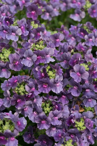 Nemesia Blue 10.5cm