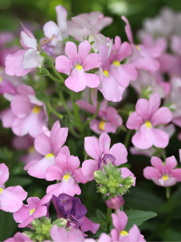 Nemesia Confetti 2 Litre