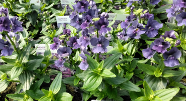 Nemesia Lady Anne 1 litre