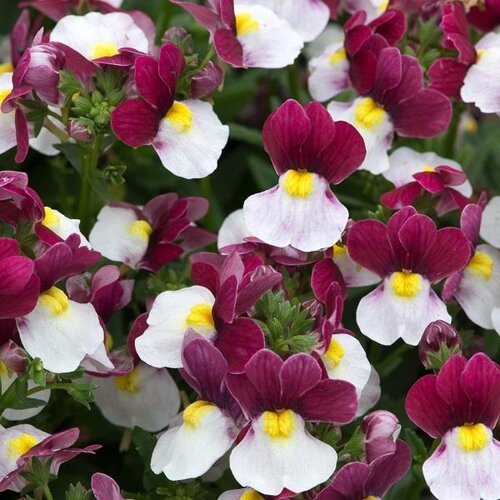 Nemesia Lady Emma 1 litre