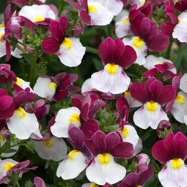 Nemesia Lady Emma 1 litre
