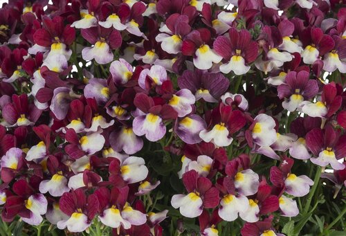 Nemesia Lady Emma 3.2 Litre