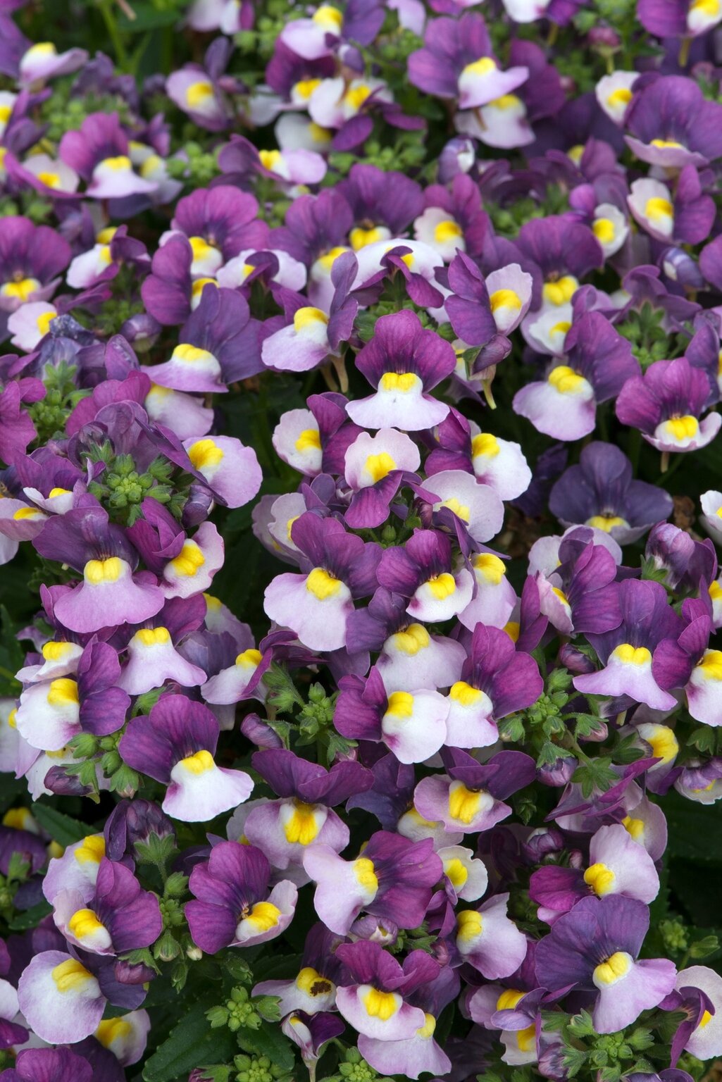 Nemesia Lady Jane Premium Plug Stewarts Garden Centre