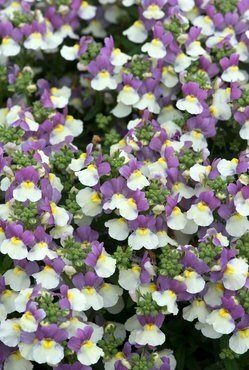 Nemesia Lady Kate 1 litre