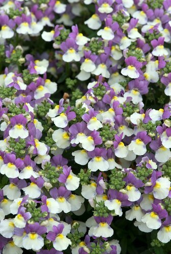 Nemesia Lady Kate 3.2 Litre