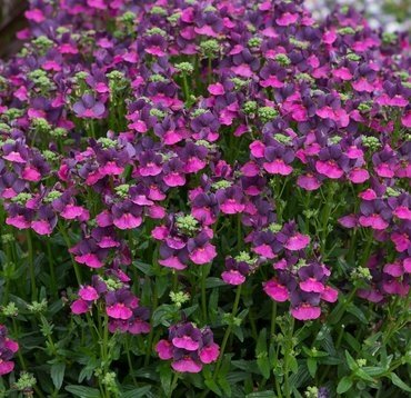 Nemesia Lady Lisa 1 Litre