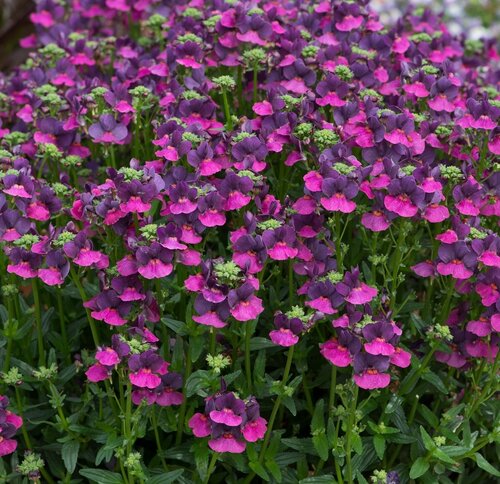 Nemesia Lady Lisa 3.2 Litre